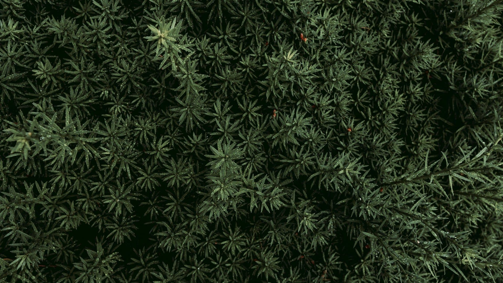 bikram-thakur-I0xWCmh6V6Q-unsplash