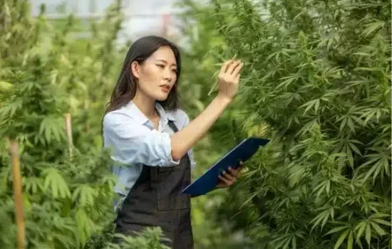 A woman holding a tablet, inspecting a cannabis plant for it's properties