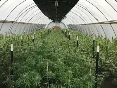 a hemp harm in a green house